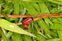 Mahanarva rubripennis