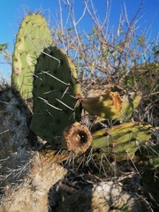 Opuntia lasiacantha