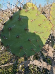 Opuntia lasiacantha