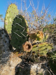 Opuntia lasiacantha