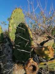 Opuntia lasiacantha