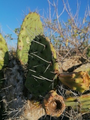 Opuntia lasiacantha