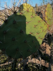 Opuntia lasiacantha