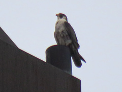 Falco peregrinus
