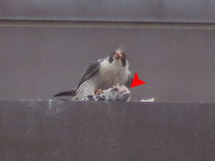 Columba livia domestica