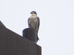 Falco peregrinus