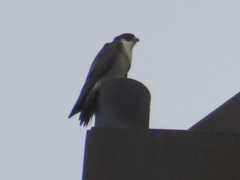 Falco peregrinus