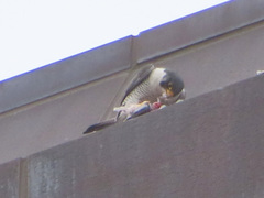 Falco peregrinus