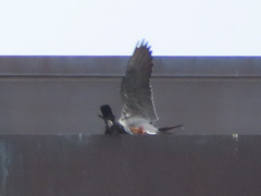 Falco peregrinus