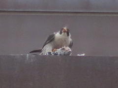 Falco peregrinus