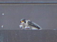 Falco peregrinus