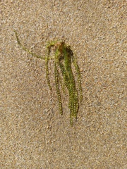 Chaetomorpha coliformis