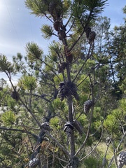 Pinus contorta bolanderi