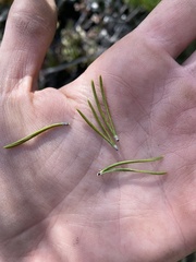 Pinus contorta bolanderi