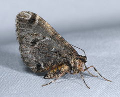 Stamnodes albiapicata