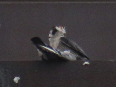 Falco peregrinus