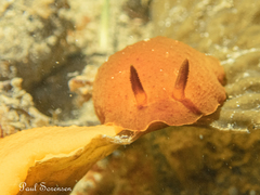 Doriopsilla carneola