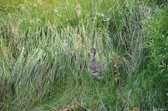 Anas georgica spinicauda