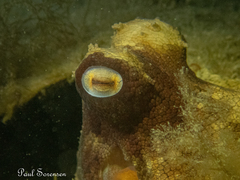 Octopus pallidus