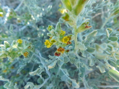 Errazurizia benthamii