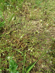 Cerastium semidecandrum