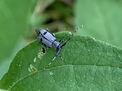 Canidia cincticornis balteata