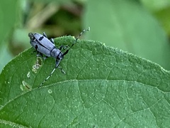 Canidia cincticornis balteata