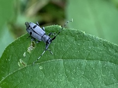 Canidia cincticornis balteata