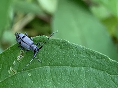 Canidia cincticornis balteata