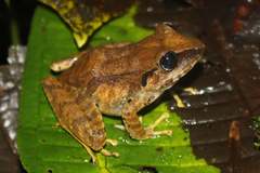 Pristimantis achatinus
