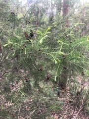 Dillwynia sieberi