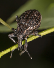Lepyrus oregonus