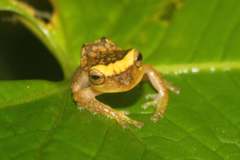 Pristimantis eugeniae