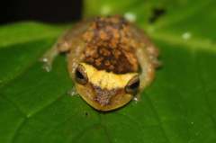 Pristimantis eugeniae