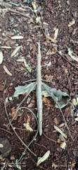Proscopiidae