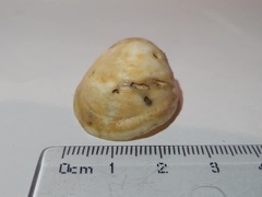 Crepidula fornicata