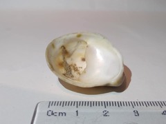 Crepidula fornicata