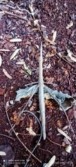 Proscopiidae