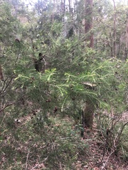Dillwynia sieberi