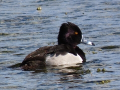 Aythya collaris image