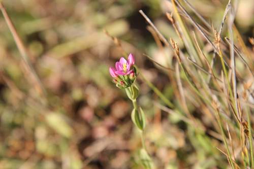 Centaurium cachanlahuen (Centaurium cachanlahuen)