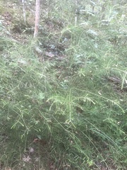 Dillwynia sieberi