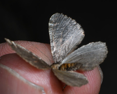 Stamnodes albiapicata