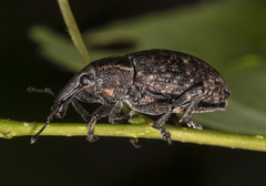 Lepyrus oregonus