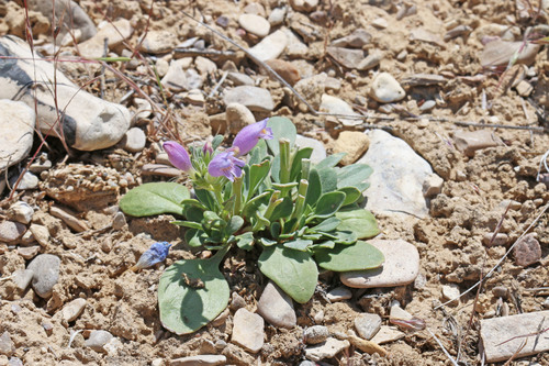 Penstemon eriantherus var. cleburnei