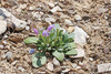 Cleburn’s Beardtongue - Photo (c) Andrey Zharkikh, some rights reserved (CC BY-NC), uploaded by Andrey Zharkikh