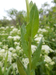 Lepidium chalepense