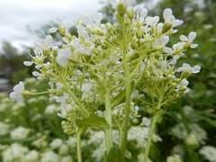 Lepidium chalepense