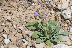 Penstemon eriantherus cleburnei