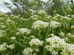 Lepidium chalepense